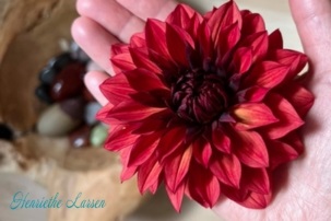 henriethe-larsen-akashic-healing-1 Henriethe Larsen Akashic Healing