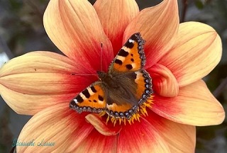 henriethe-larsen-mentorforloeb-boks-forsiden